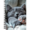 Записная книжка А6 мягкая обложка на гребне 120 листов (Prof-Press) Милые котики-6 глянцевая ламинация арт.ЗК120-3019