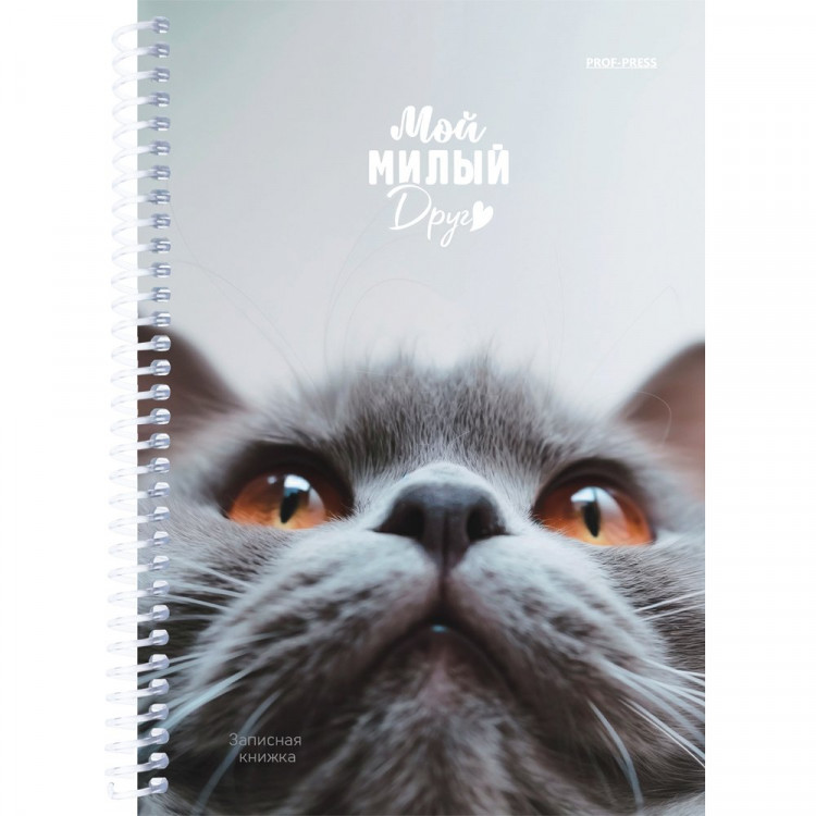 Записная книжка А5 мягкая обложка на гребне 80 листов (Prof-Press) Мой милый друг глянцевая ламинация арт.80-3773