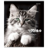 Тетрадь А5 клетка 48 листов скоба (Prof-Press) Черно-белые котики цветная мелованная обложка ассорти арт.48-4807
